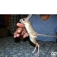 گونه دوپای ویلیامز Williams’s jerboa